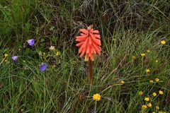 Kniphofia hirsuta