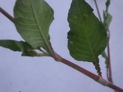 Septoria polygonorum