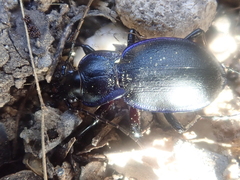 Carabus pseudomonticola