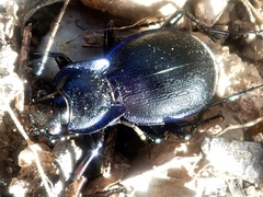 Carabus pseudomonticola
