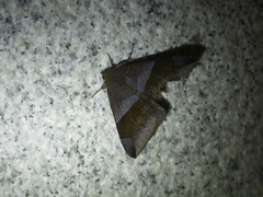 Bastilla maturata