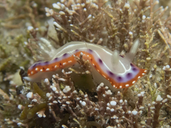 Goniobranchus setoensis