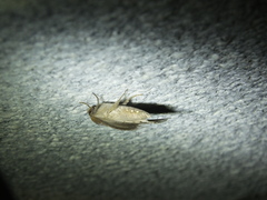 Bastilla maturata