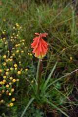 Kniphofia hirsuta