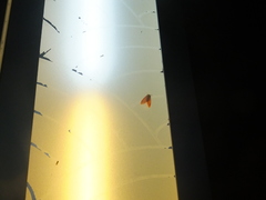 Stigmatophora rhodophila