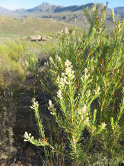 Phylica rigidifolia