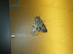 Acronicta intermedia