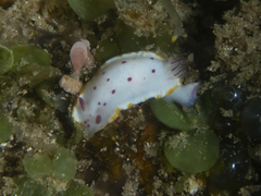 Mexichromis festiva