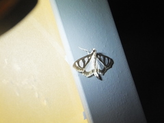 Glyphodes quadrimaculalis