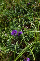 Lotononis sericophylla