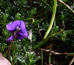 Lotononis sericophylla