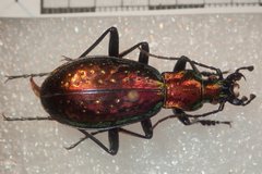Carabus rutilans