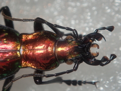 Carabus rutilans