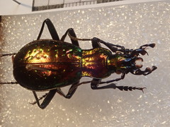 Carabus rutilans