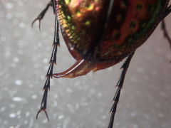 Carabus rutilans