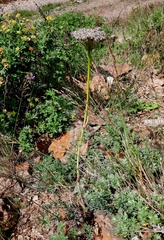 Phlojodicarpus villosus