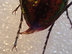 Carabus rutilans