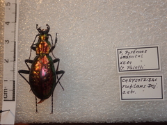 Carabus rutilans