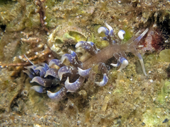 Phyllodesmium macphersonae