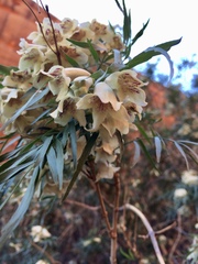 Pandorea doratoxylon
