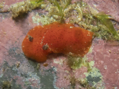 Rostanga arbutus