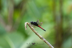 Protorthemis coronata