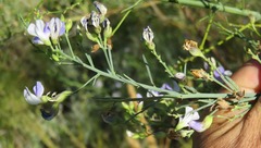 Psoralea verrucosa