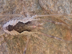 Dasylobus