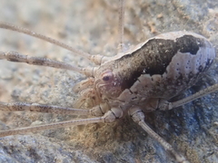 Dasylobus