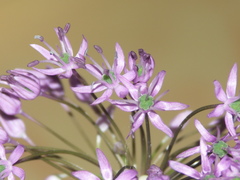 Allium macleanii