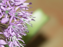 Allium macleanii