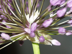 Allium macleanii