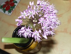Allium macleanii