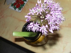 Allium macleanii