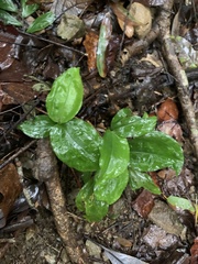 Goodyera rubicunda