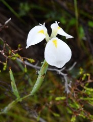 Moraea albicuspa