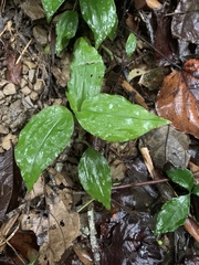 Goodyera rubicunda