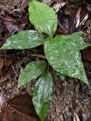 Goodyera rubicunda