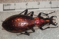 Carabus rutilans rutilans