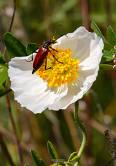 Papaver amurense