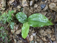 Goodyera rubicunda