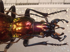 Carabus rutilans rutilans
