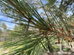 Allocasuarina emuina