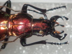 Carabus rutilans rutilans