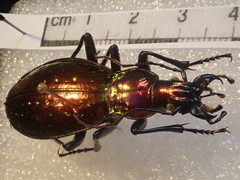 Carabus rutilans rutilans