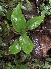 Goodyera rubicunda