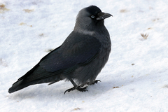 Corvus monedula