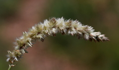 Cyphocarpa angustifolia