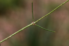 Cyphocarpa angustifolia