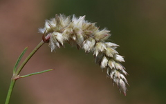 Cyphocarpa angustifolia